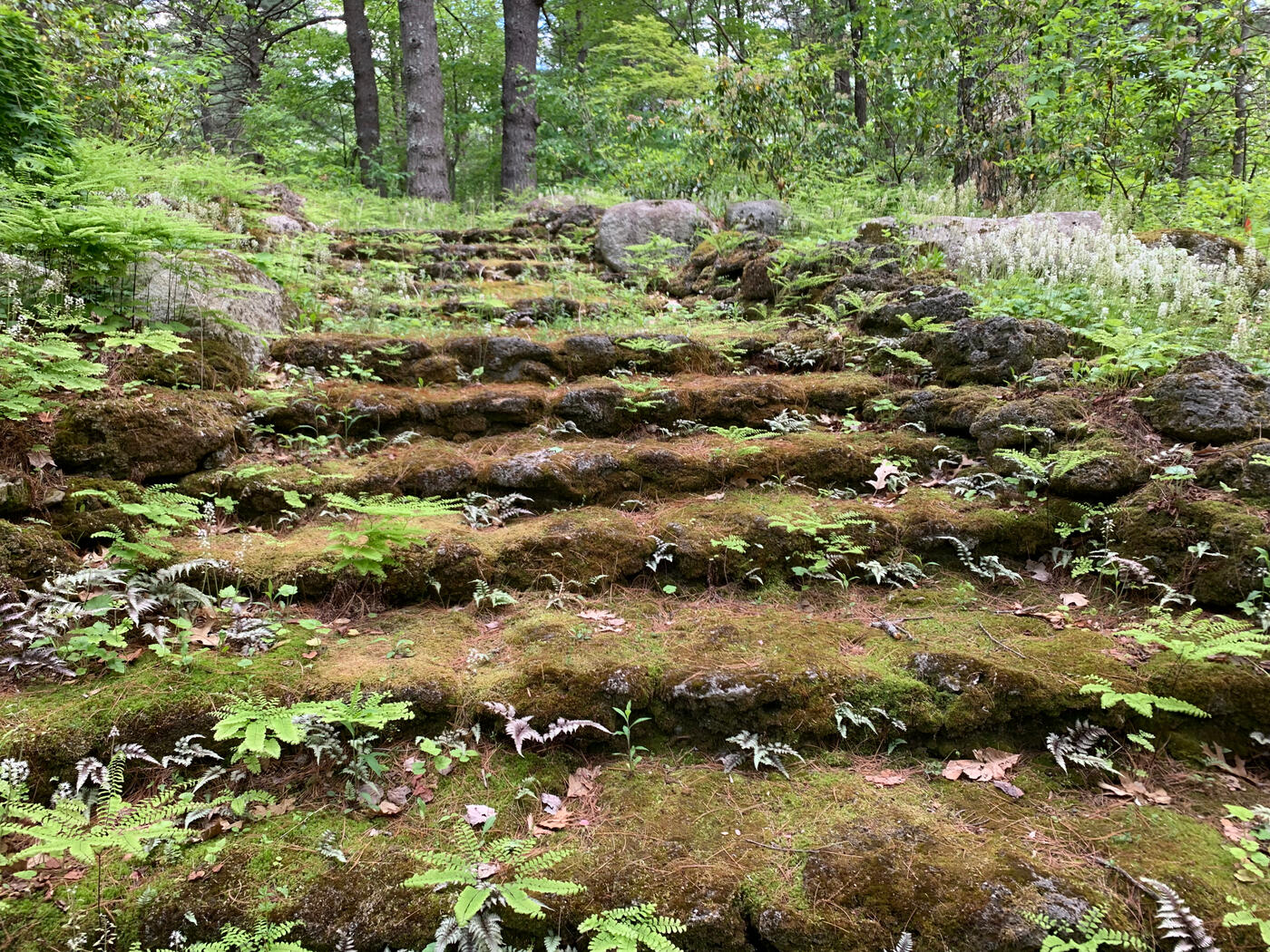 mossy steps (2022)